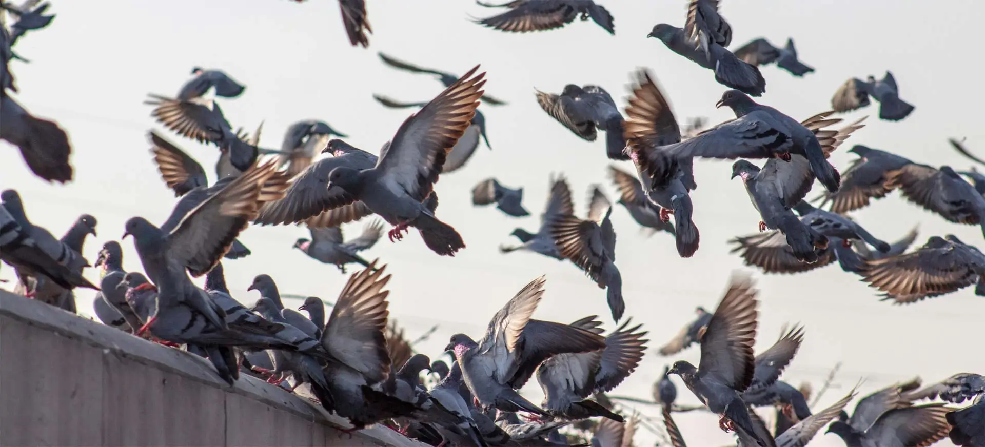 Pigeons Keep a Calendar. Most Phoenix Homeowners Do Not.